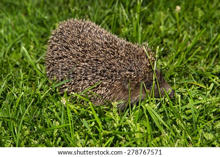 Similar – Kleiner Igel im Garten, mit Blick auf die Kamera