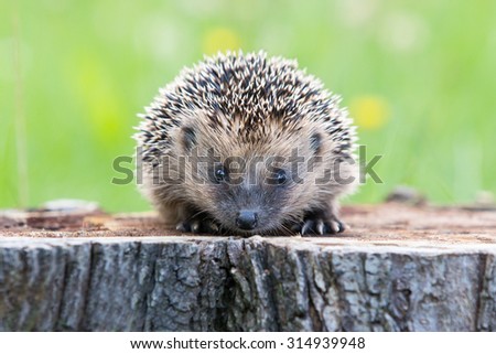 hedgehog
