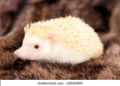 hedgehog albino, exotic animal of the house