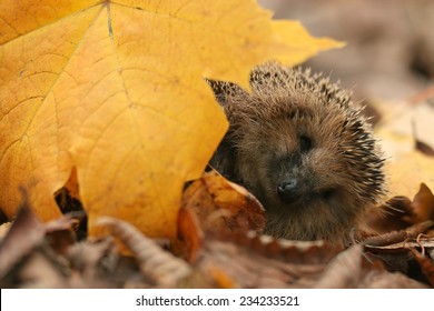 Hedgehog Autumn Leaves Forest