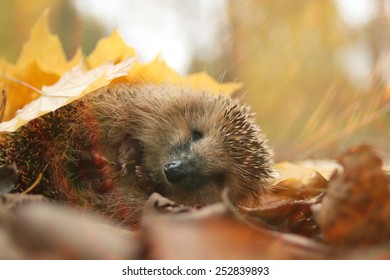 Hedgehog Autumn Leaves Forest