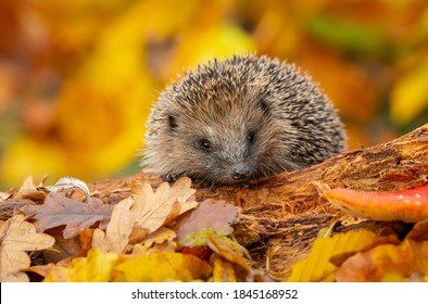 Hedgehog in autumn, wild, free roaming hedgehog, taken from a wildlife hide to help monitor the health and population of this favourite but declining mammal, scientific name, erinaceus europaeus - Powered by Shutterstock