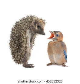  Hedgehog And Baby Bird Of A Jay With An Open Mouth