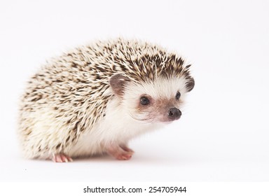 hedgehog baby white background