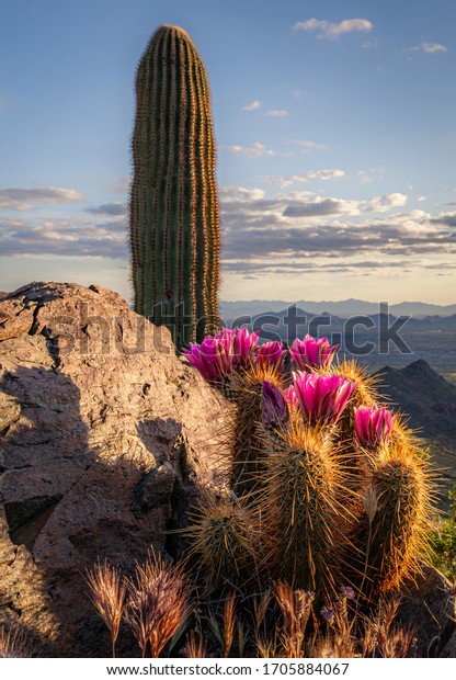 hedgehog cactus\
and saguaro over Desert Landscape\
