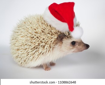 hedgehog in christmas hat