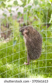 Hedgehog Is Climbing Ona Metal Fence