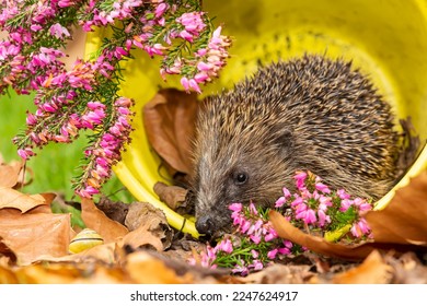 Hedgehog.  Close up of a wild, native, European hedgehog foraging  inside a yellow plant pot with colourful pink heather.  Scientific name: Erinaceus Europaeus. Copy Space, Horizontal. - Shutterstock ID 2247624917