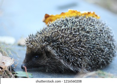 Image result for Raw pork hedgehogs bright side