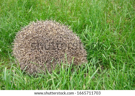 Similar – Igel Garten Erwachsene