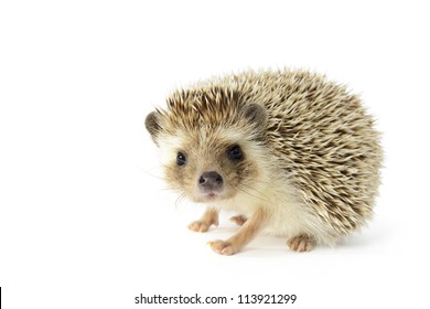 Hedgehog (erinaceus albiventris) isolated on white background.
