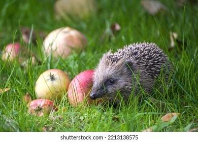 Hedgehog (Erinaceus europaeus) in the green grass on a meadow with fallen apples in autumn, natural gardening for wildlife protection concept, copy space, selected focus - Powered by Shutterstock