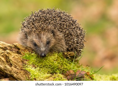 Hedgehog, Erinaceus europaeus. Wild, native hedgehog foraging in hedgehog friendly garden. Taken from wildlife hide to help monitor the health and population of this favourite but declining mammal, - Powered by Shutterstock