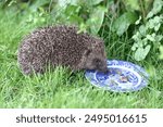 Hedgehog (Erinaceus).  A hedgehog is pictured feeding in Cumbria, Northern England.