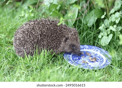 Hedgehog (Erinaceus).  A hedgehog is pictured feeding in Cumbria, Northern England. - Powered by Shutterstock