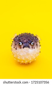 Hedgehog Fish On Vivid Yellow Background. Copy Space. Close-up. Lose Weight For Summer Concept. Take Off Belly Fat. Can Be Used As Symbol Of Flatulence And Bloating,