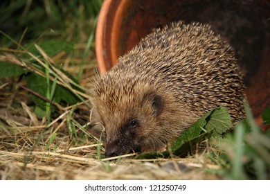 Hedgehog in garden at night,