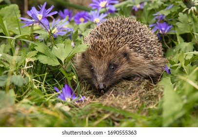 Hedgehog in garden, wild, free roaming hedgehog, taken from a wildlife hide to help monitor the health and population of this favourite but declining mammal, scientific name, erinaceus europaeus - Powered by Shutterstock