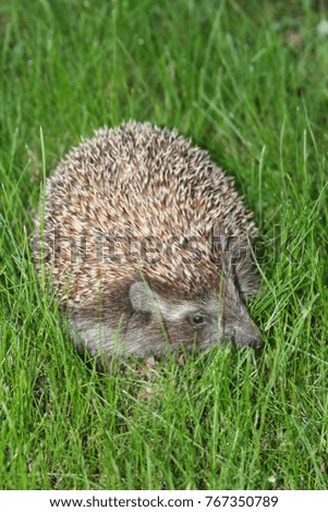 Similar – Kleiner Igel im Garten, mit Blick auf die Kamera