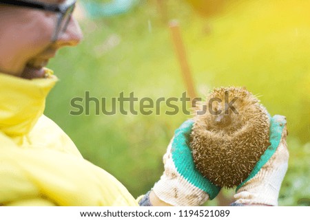 Hedgehog in the hands of a woman