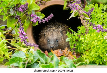 Hedgehog in herb garden, wild, free roaming hedgehog, taken from a wildlife hide to help monitor the health and population of this favourite but declining mammal, scientific name, erinaceus europaeus - Powered by Shutterstock