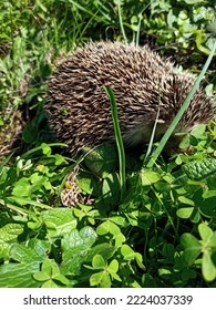 A Hedgehog Hiding Between The Grass