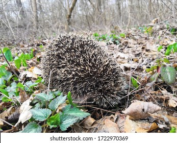 Hedgehog, Hiding In The Foliage