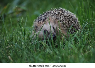 Hedgehog Hiding In The Grass