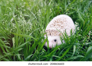 Hedgehog Hiding In The Grass