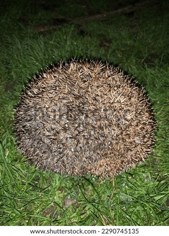 A hedgehog hiding in a grass. Evening.