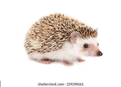 Hedgehog Isolated