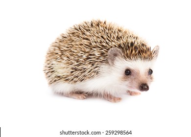 Hedgehog Isolated