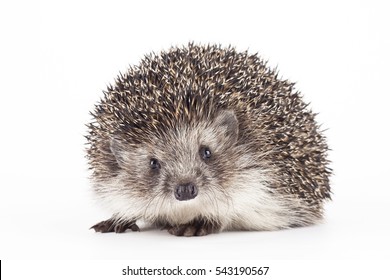 Hedgehog Isolated