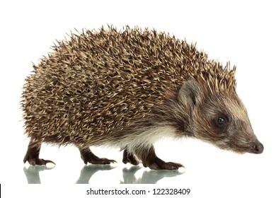 Hedgehog, Isolated On White