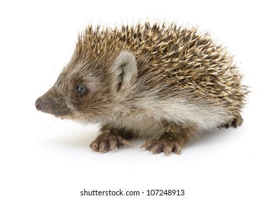 hedgehog isolated. Small mammal with spiny hairs on its back and sides