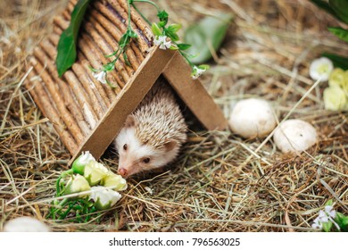The hedgehog leaned out of his hole and sniffs the flowers.