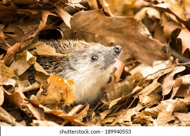 Hedgehog In Leaves