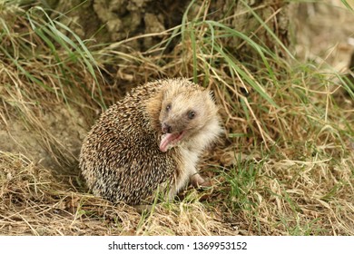 230 Hedgehog tongue out Images, Stock Photos & Vectors | Shutterstock