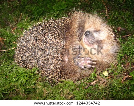 Similar – Igel Garten Erwachsene