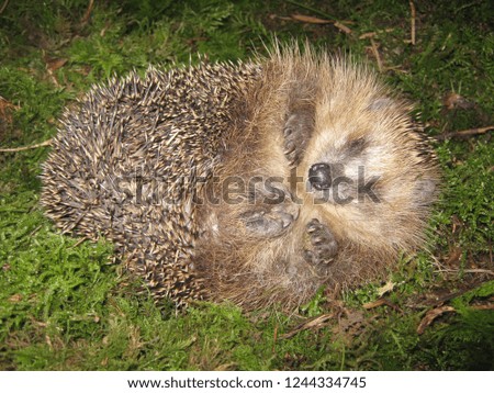 Similar – Igel Garten Erwachsene