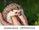 hedgehog muzzle close-up.prickly pet.African pygmy hedgehog in male hands. Communication with pets.