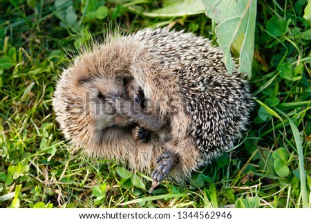 Igel Garten Erwachsene