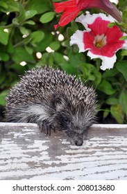 Hedgehog On The Fence Among The Flowers