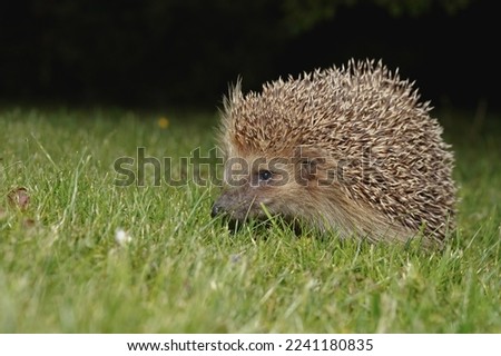 Similar – Kleiner Igel im Garten, mit Blick auf die Kamera