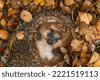 hedgehog winter