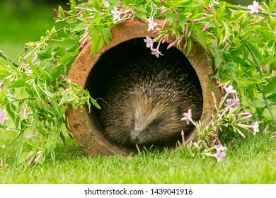 Igel Garten Stockfotos Bilder Und Fotografie Shutterstock