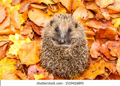 1,579 Curled Hedgehog Images, Stock Photos & Vectors | Shutterstock