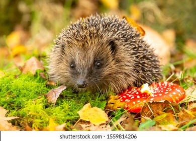 Hedgehog, (Scientific name: Erinaceus Europaeus) wild, native, European hedgehog with red Fly Agaric toadstool, and green moss.  Facing forward.  Autumn or fall. Close up. Horizontal.  Space for copy.