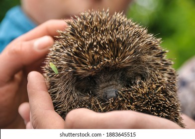 Hedgehog (Scientific name: Erinaceus europaeus).  With single green leaf on right side of the head. Wild hedgehog on hands.
