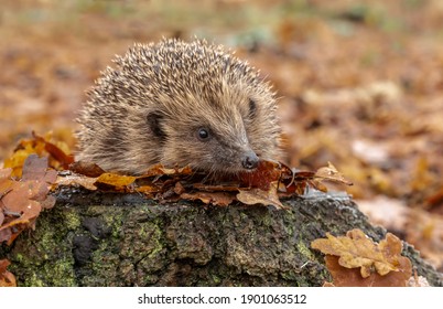 Hedgehog, Scientific name: Erinaceus Europaeus.   Wild, native, European hedgehog in winter, facing right on a tree stump with golden oak leaves. Blurred background.  Horizontal.  Space for copy. - Powered by Shutterstock